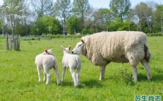 麻杆是什么生肖？竹竿是什么生肖