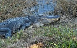 泥潭出子鳄是什么生肖？泥潭打一准确生肖