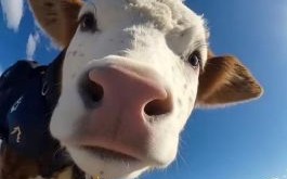 探头探脑是什么生肖？探头探脑打一准确动物