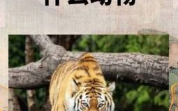 空山不见人是什么生肖？空山是什么动物?