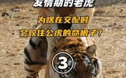 命根子是什么生肖？命根子最正确打一动物