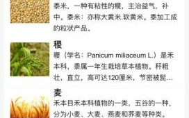 五谷不分是什么生肖？五谷不分最准确的生肖