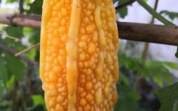 苦瓜是什么生肖？苦瓜打一准确生肖