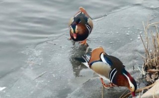 鸳鸯戏水是什么生肖？鸳鸯戏水打一正确生肖