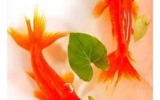 水里的鱼是什么生肖？请问鱼水指什么生肖