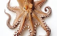 章鱼是什么生肖？章鱼打一准确动物