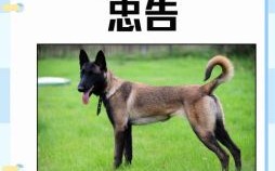 犬马之劳是什么生肖？犬马之劳打一最佳动物