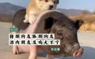 猪朋狗友是什么生肖？猪朋狗友打一正确动物
