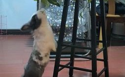 贼头贼脑是什么生肖？贼头贼脑打一最佳动物