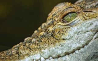 鳄鱼是什么生肖？鳄鱼打一生肖最佳答案