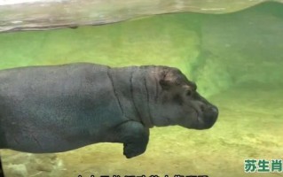 水陆两栖是什么生肖？水陆两栖打一正确动物