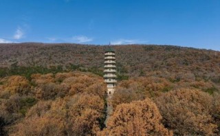 灵古塔是什么生肖？灵古塔打一最佳动物