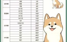 2026年属狗人全年运势详解，如何化解太岁危机并抓住财富机遇？