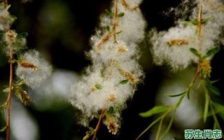 三瓣柳絮是什么生肖？柳絮打一准确动物