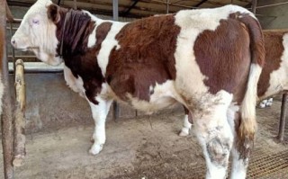 野牛十八头是什么生肖？洞中三公牛是什么生肖