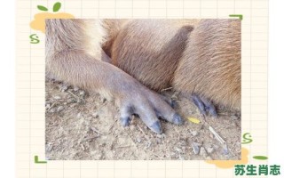 啮是什么生肖？臼打一动物生肖