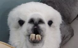 呲牙咧嘴凶巴巴是什么生肖？呲牙咧嘴是啥意思