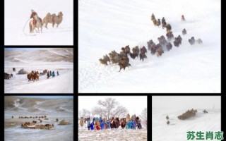 骆驼是什么生肖？骆驼打一准确生肖