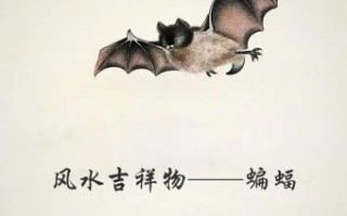 女士蝠是什么生肖？蝙蝠打一个准确生肖
