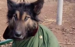 哈士奇是什么生肖？哈士奇是狼的后代吗