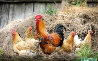 吃肉动物是什么生肖？喜欢吃肉是什么动物