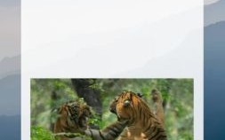 力大无比穿黄衣是什么生肖？力大无比穿黄衣正确答案