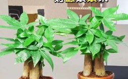 四季常青财运旺是什么生肖？四季常青财运旺准确答案