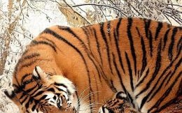 百曾之王是什么生肖？十二生肖谁是兽中之王