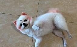 毛手毛脚的动物是什么生肖？毛手毛脚打一最佳动物