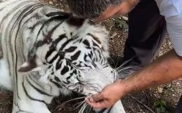 不长胡须的动物是什么生肖？不长胡须打一正确生肖