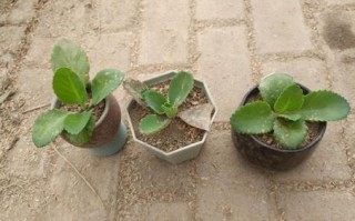 落地生根是什么生肖？落地生根打一个正确生肖