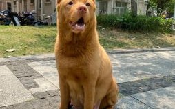 狗随主子街头红是什么生肖？狗随主人街头红打准确一肖