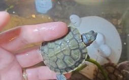 饿死是什么生肖？饿死打一最佳动物