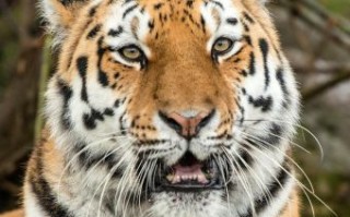 天生有残疾的动物是什么生肖？12生肖有哪些动物