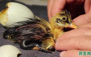 鸭子指的是什么生肖？鸭子谜底生肖