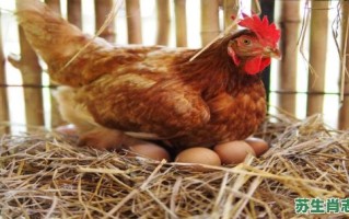 母鸡下蛋是什么生肖？母鸡下蛋打一生肖数字