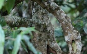 弯腰树是什么生肖？弯腰树直不起准确答案