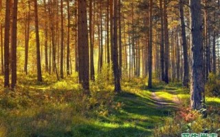 工字出头是什么生肖？出头打一动物