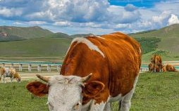 回家看四是什么生肖？回家看四打一动物