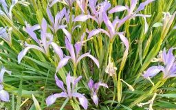 马兰花是什么生肖？马兰花打一准确生肖