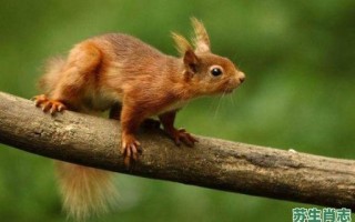 地动山摇是什么生肖？地动山摇打最佳动物