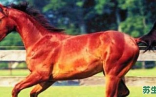 马中赤兔是什么生肖？马中赤兔最佳答案动物