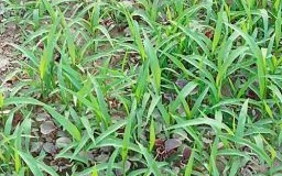 草把是什么生肖？草丛里头藏是什么生肖