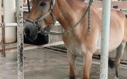 马首是瞻是什么生肖？马首是瞻准确一肖