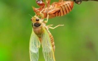 金蝉脱壳是什么生肖？金蝉脱壳打一最佳动物