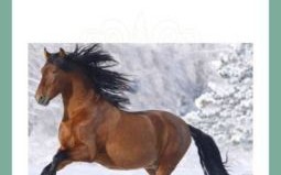 瞎子指的是什么生肖？瞎子是指哪个动物