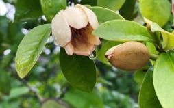 含笑动人是什么生肖？含笑动人最正确的动物