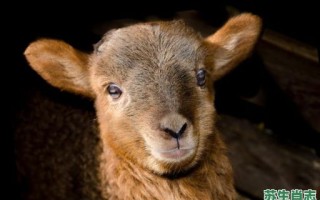 在望有山庄是什么生肖？山野栖居是什么生肖