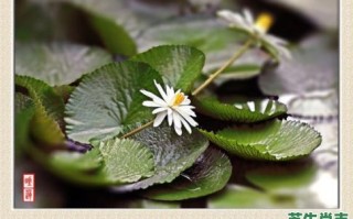 子午瑶草是什么生肖？子午瑶草绿衰打一生肖