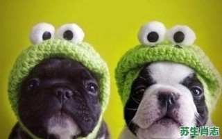 偷偷模模的是什么生肖？偷偷模摸最佳答案的动物